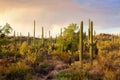 Cactus thickets in the rays of the setting sun before the thunderstorm, Saguaro National Park, southeastern Arizona, United States Royalty Free Stock Photo