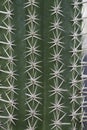 cactus thorn