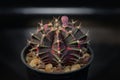 Cactus called \'Gymnocalycium mihanovichii variegata\' Royalty Free Stock Photo