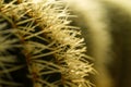Cactus Thorn Close up III Royalty Free Stock Photo