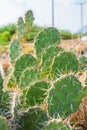 Cactus thorn,Opuntia ficus-indica Royalty Free Stock Photo