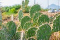 Cactus thorn,Opuntia ficus-indica Royalty Free Stock Photo