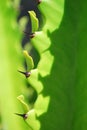 Cactus thorns Royalty Free Stock Photo