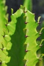 Cactus thorns Royalty Free Stock Photo