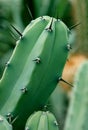 Cactus thorns Royalty Free Stock Photo