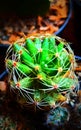 cactus and thorns