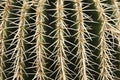 Cactus thorns