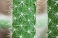 Cactus Thorns Background