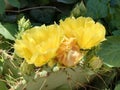 Cactus with large yellow flowers