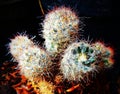 cactus and thorns