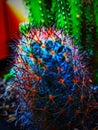 cactus and thorns