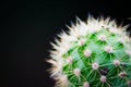 Cactus Thorns Close-up