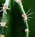 Cactus thorns close - up image, cactus close-up image, selective focus Royalty Free Stock Photo