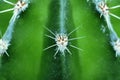 Cactus thorns close - up image, cactus close-up image, selective focus Royalty Free Stock Photo