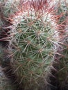 Cactus Thorns Royalty Free Stock Photo