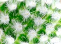 Cactus thorns macro background