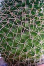 cactus thorns in macro