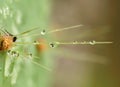 Cactus Thorns after Rain Royalty Free Stock Photo