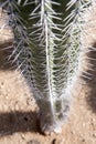 Cactus thorns