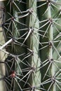 Cactus thorns 3