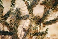 Cactus with thorns texture background Royalty Free Stock Photo