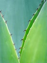 Cactus thorns thorny leaves leaf cactaceae plants exotic wild tropical