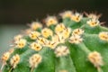 Cactus thorns up close. Homemade green cactus