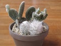 Cactus of three types