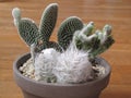 Cactus of three types