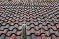 Cactus by Tile Roof