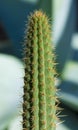 Cactus top