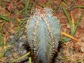 cactus top view close thorns dew