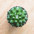 Cactus top view: mammillaria Royalty Free Stock Photo