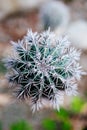 Cactus Royalty Free Stock Photo