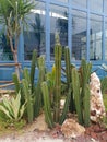 CACTUS is a tough plant that symbolizes endurance and strength, because it is able to thrive in difficult environments.
