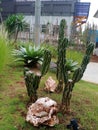 CACTUS is a tough plant that symbolizes endurance and strength, because it is able to thrive in difficult environments.