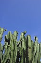 Cactus tree Royalty Free Stock Photo