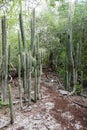 Cactus tree on the forest at Giron Royalty Free Stock Photo