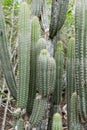 Cactus tree on the forest at Giron Royalty Free Stock Photo