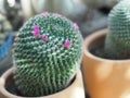 Cactus tree green trunk has sharp spikes around blooming with blooming pink flower in Terracotta pot Royalty Free Stock Photo