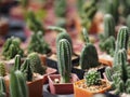Cactus tree green trunk has sharp spikes around blooming in Plastic pots Royalty Free Stock Photo