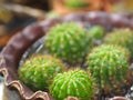 Cactus tree green trunk has sharp spikes around blooming in Plastic pots