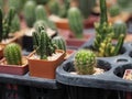 Cactus tree green trunk has sharp spikes around blooming in Plastic pots Royalty Free Stock Photo