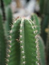 Cactus tree green trunk has sharp spikes around blooming in Plastic pots Royalty Free Stock Photo