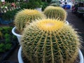 Cactus tree green trunk has sharp spikes around blooming in Plastic pots Royalty Free Stock Photo