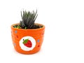 Cactus tree in orange pot.