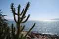 Cactus tree on a seaside shore