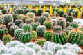 Cactus tree shop with breeding in the house