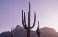 Cactus tree in South West,USA, located near Phoenix, Arizona. Royalty Free Stock Photo