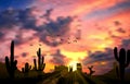 Cactus tree when the sunset